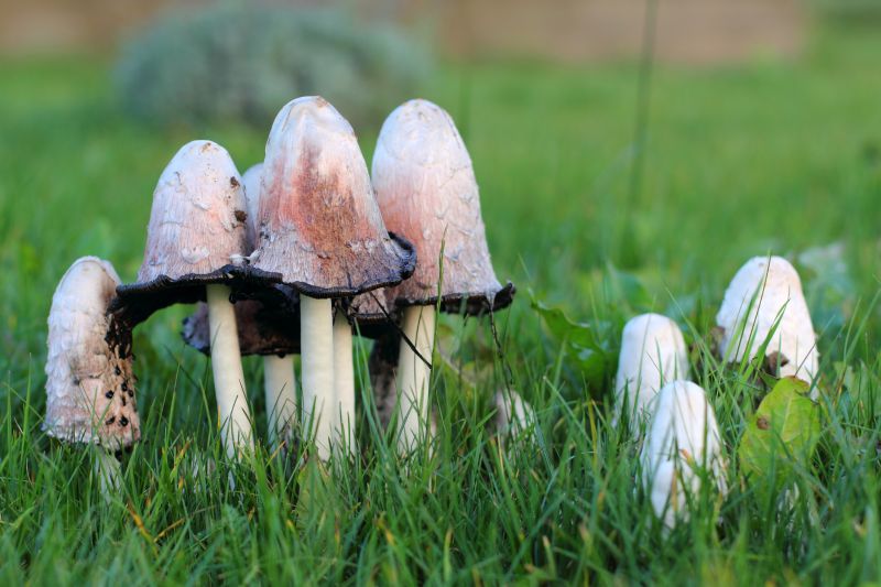 lawn mushroom control