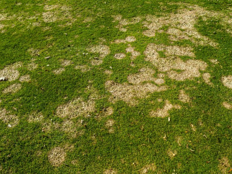 lawn mushroom control