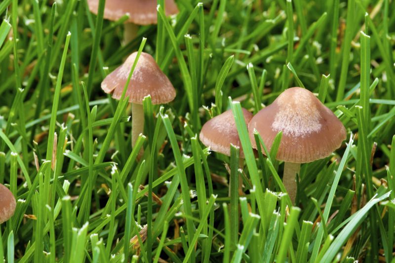 lawn mushroom control