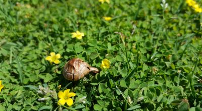 Lawn Mushroom Control, Lawn Mushroom Control, Mississippi
